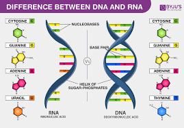 Difference between DNA and RNA