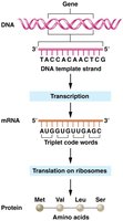 Central dogma: DNA to RNA to protein
