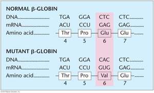 Normal and mutant beta-globin in sickle cell anemia