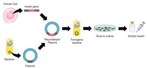 Insulin production via recombinant DNA technology