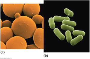 Yeast and bacteria as model organisms