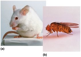 Mouse and fruit fly as model organisms