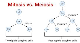 Comparison of mitosis and meiosis
