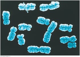 Duplicated human chromosomes