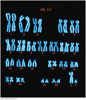 Human male karyotype