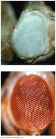 White-eyed mutation in Drosophila melanogaster