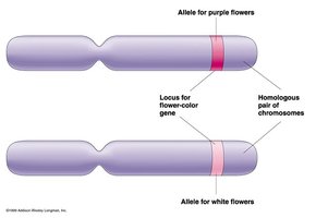 Alleles and loci on homologous chromosomes