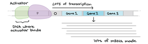 Activator binding increases transcription