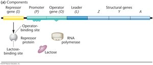 Negative control of the lac operon