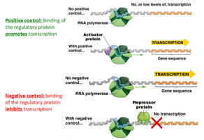 Positive and negative control of transcription