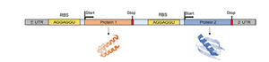 Polycistronic mRNA structure
