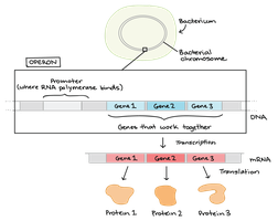 Diagram of an operon in a bacterial cell