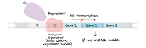 Repressor binding to operator blocks transcription
