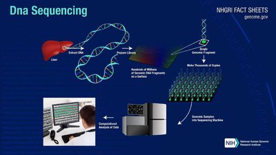 Genomic DNA library preparation