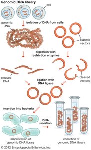 cDNA library preparation