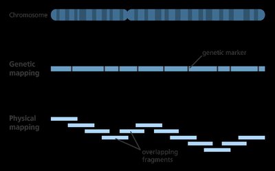 Genetic mapping vs. physical mapping