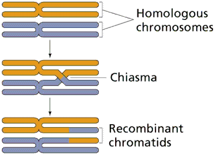 Homologous chromosomes, chiasma, and recombinant chromatids