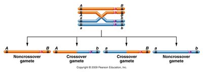 Gamete types produced by crossover and noncrossover events