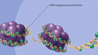 DNA wrapped around histones in nucleosomes