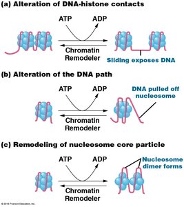 Mechanisms of chromatin remodeling
