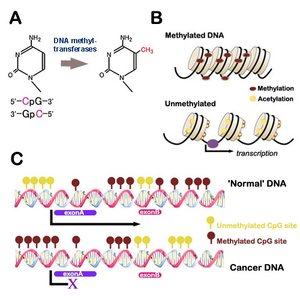 DNA methylation and its effects on gene expression