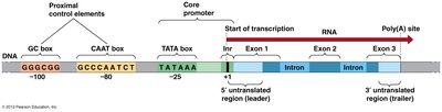 Promoter and regulatory elements in eukaryotic genes