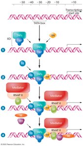 Assembly of the pre-initiation complex at the promoter