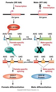 Alternative splicing in Drosophila sex determination