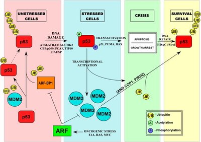 Regulation of p53 by Mdm2 and ubiquitin