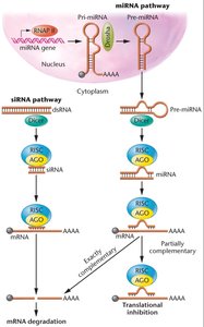 RNA interference pathways: siRNA and miRNA