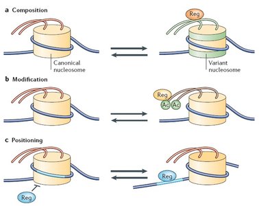 Nucleosome composition, modification, and positioning