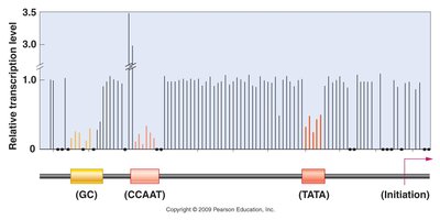 Relative transcription levels and promoter elements