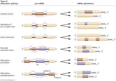 Types of alternative splicing