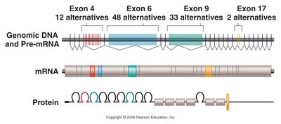 Dscam gene alternative splicing