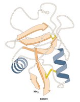 Protein tertiary structure diagram