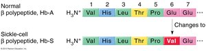 Amino acid sequence change in sickle cell hemoglobin