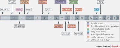 Chromosomal map of SNPs associated with type 2 diabetes