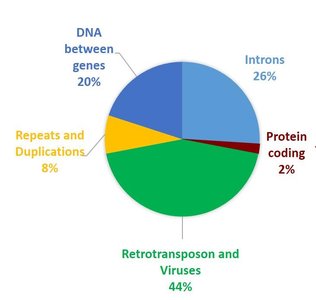 Diagram of tandem repeats of a DNA sequence
