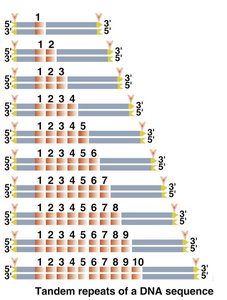 STR alleles and PCR amplification