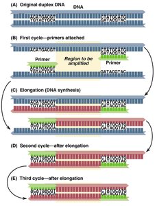 PCR cycle steps