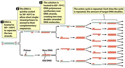PCR cycle diagram