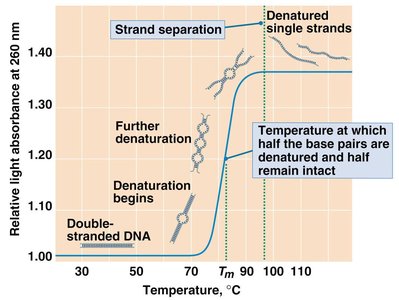 DNA denaturation curve