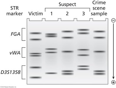 STR marker gel electrophoresis