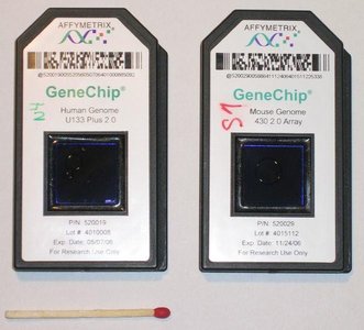 GeneChip SNP chip devices