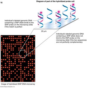 Diagram of SNP chip hybridization and detection
