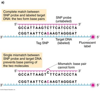 SNP probe and target DNA hybridization