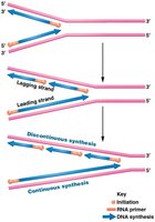 Leading and lagging strand synthesis