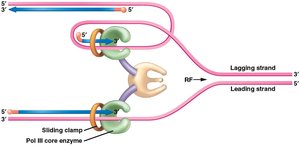 Concurrent DNA synthesis on leading and lagging strands