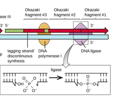 Joining Okazaki fragments and ligase activity