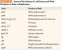 Genes and their roles in DNA replication